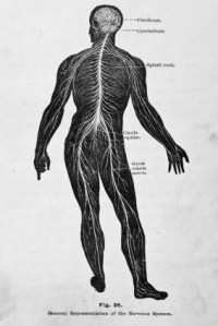 chiropractic-101-nervous-system