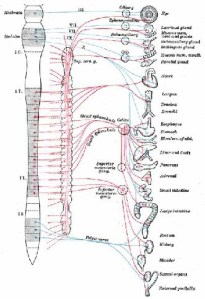 visceral-nerve-chart
