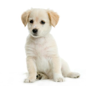 Labrador retriver cream