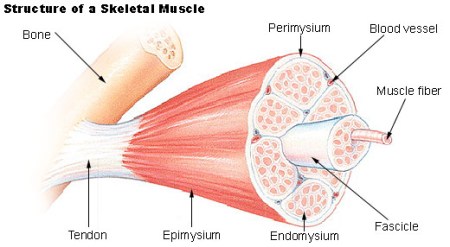 Illu_muscle_structure